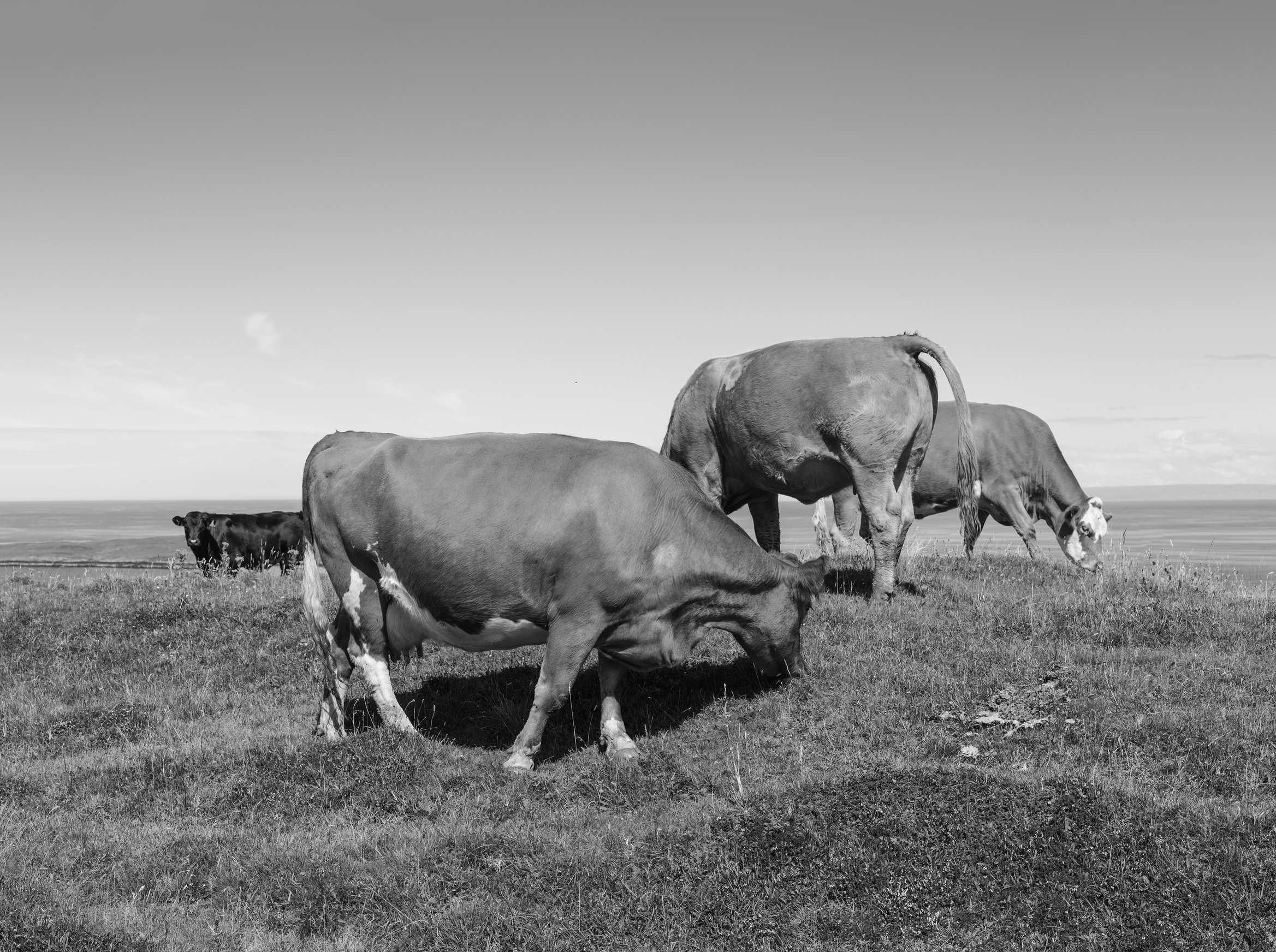 Golden cattle grazing contentedly on summer grass in idyllic clifftop pasture overlooking the blue ocean below. ProPhoto RGB profile for maximum color fidelity and gamut.