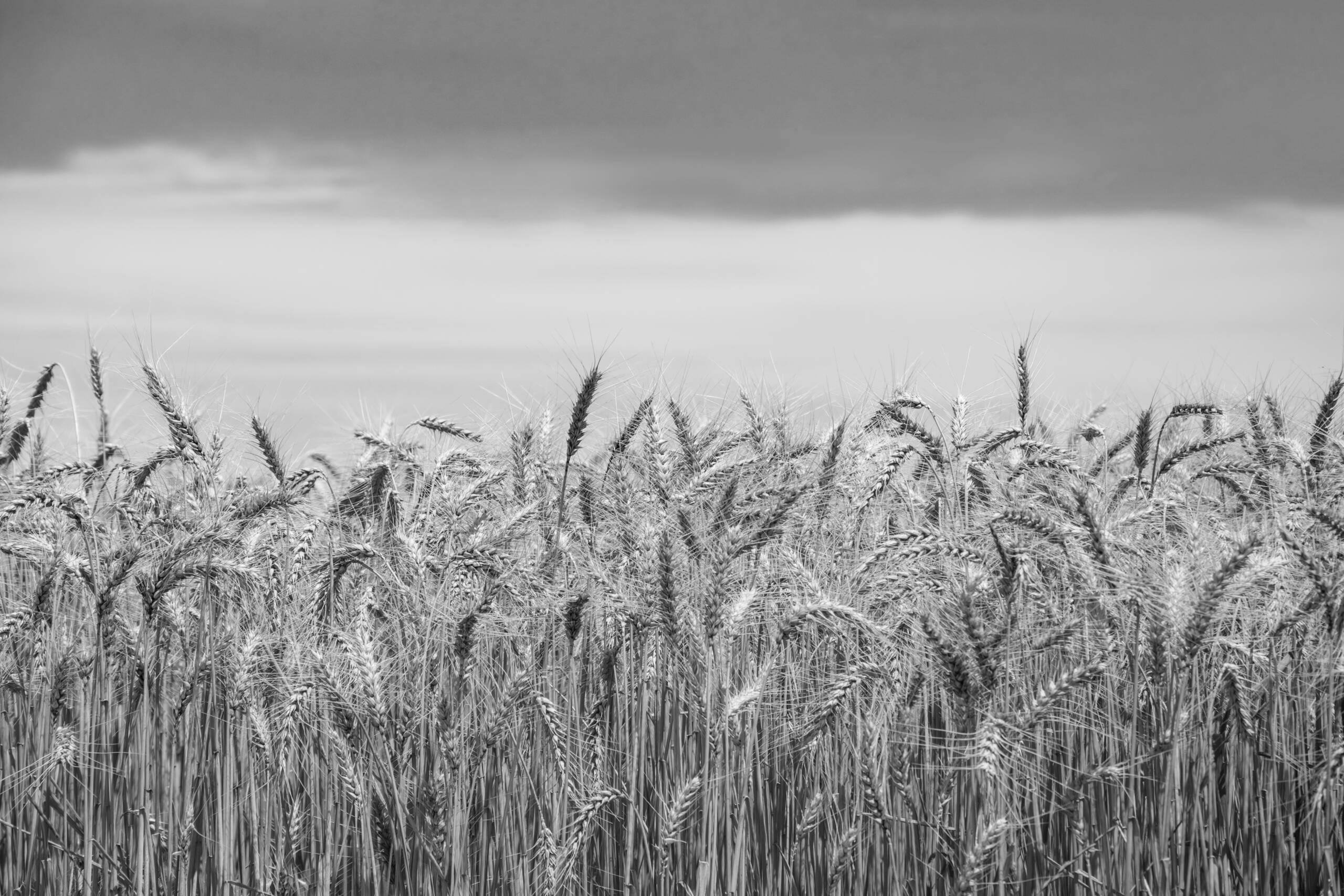 ripe barley field or cornfield under a blue sky in the sun